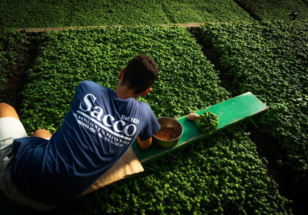 Le-foglie-di-basilico-Azienda-Sacco-pesto