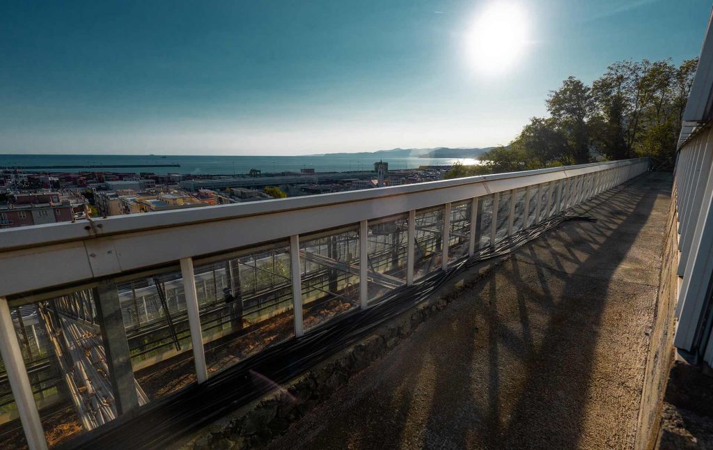 produzione-basilico-genovese-Fratelli-sacco-sul-mare serre basilico genova pra Fratelli Sacco